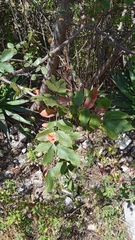 Bursera esparzae