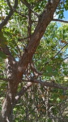 Bursera esparzae