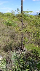 Agave kerchovei