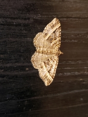 Chrysolarentia subrectaria