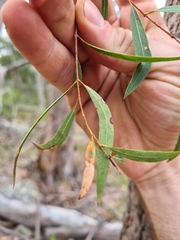 Angophora bakeri