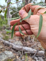 Angophora bakeri