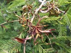 Vachellia campechiana