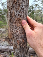 Angophora bakeri