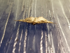 Chrysolarentia subrectaria