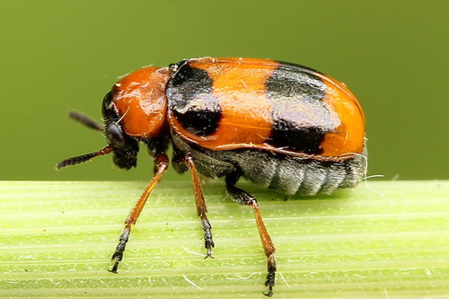 Coptocephala unifasciata (Scopoli, 1763)