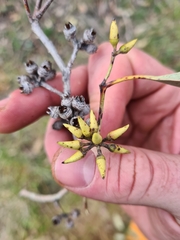 Eucalyptus amplifolia