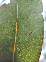 Eucalyptus amplifolia