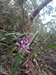 Comesperma ericinum