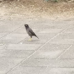 Acridotheres tristis