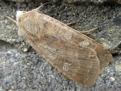 Diarsia canescens