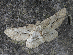 Megabiston plumosaria