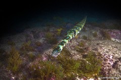 Fistularia tabacaria