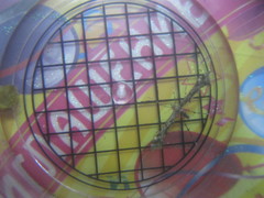 Amblyptilia punctidactyla