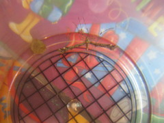 Amblyptilia punctidactyla