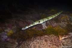 Fistularia tabacaria