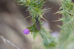 Agapanthia annularis