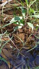 Incilius occidentalis