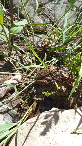 Showy Leopard Frog, Lithobates spectabilis