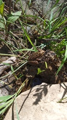 Lithobates spectabilis