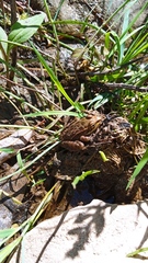 Lithobates spectabilis