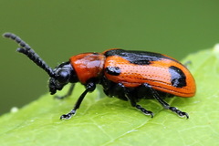 Crioceris quinquepunctata