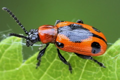 Crioceris quinquepunctata