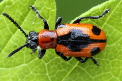 Crioceris quinquepunctata