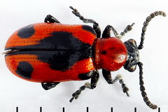 Crioceris quinquepunctata