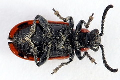 Crioceris quinquepunctata