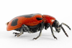 Crioceris quinquepunctata