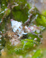 Vexillum interruptum