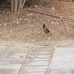 Acridotheres tristis