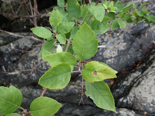 Malus fusca
