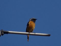 Phoenicurus auroreus