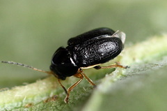 Cryptocephalus bameuli