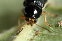 Cryptocephalus bameuli