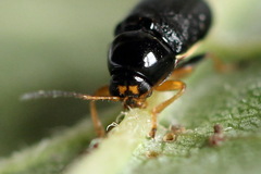 Cryptocephalus bameuli