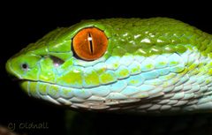 Trimeresurus rubeus
