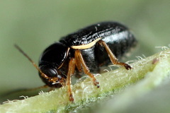 Cryptocephalus bameuli