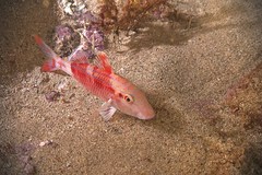 Pseudupeneus prayensis