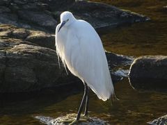 Egretta garzetta