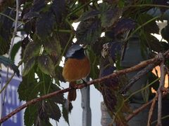 Phoenicurus auroreus