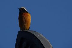 Phoenicurus auroreus