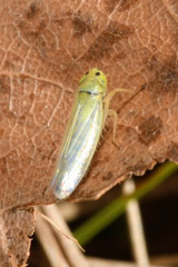 Cicadula quadrinotata