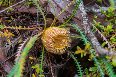 Banksia dallanneyi