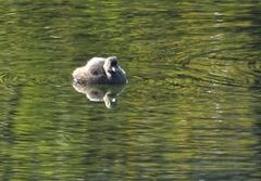 Tachybaptus ruficollis