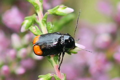 Cryptocephalus biguttatus