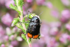 Cryptocephalus biguttatus