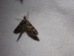 Eupithecia pulchellata